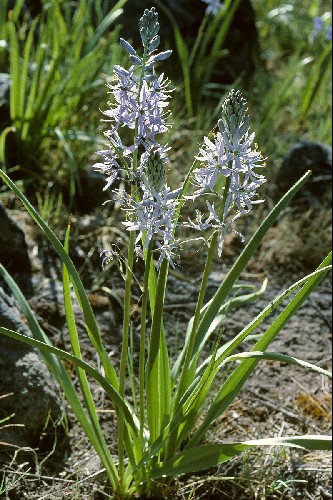 Camassia quamash